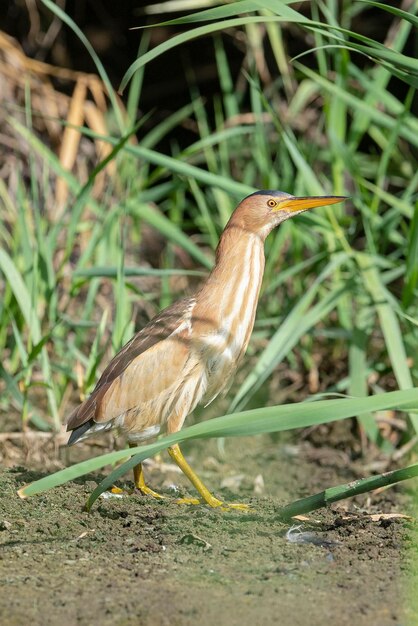 Little bittern or common little bittern Ixobrychus minutus Malaga Spain