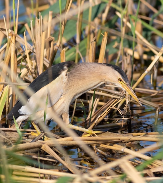 少しにがり Ixobrychus minutus 鳥が川岸の葦で獲物を捕まえる