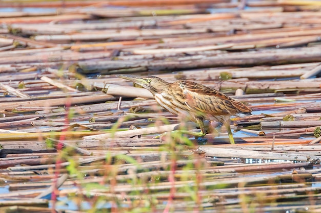 Photo little bittern in natural habitat ixobrychus minutus