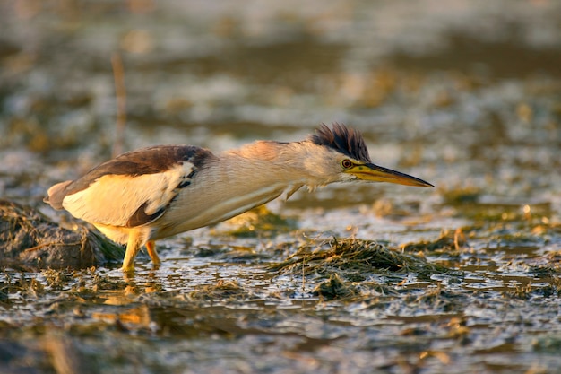 Tarabusino in piedi nell'acqua e in cerca di cibo.