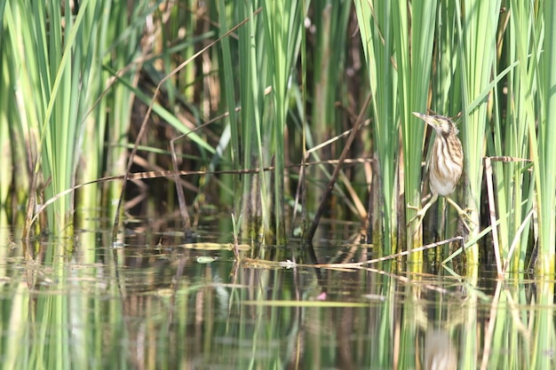 Photo little bittern!