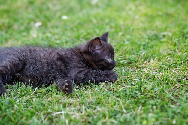 A little black cat lies in the grass The concept of pets care