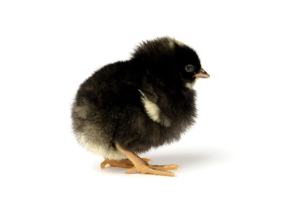 Little black chicken isolated on white