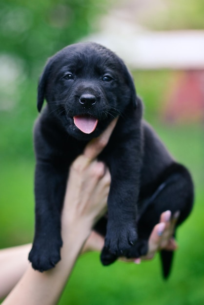 緑の草の上の男のラブラドール子犬の手に小さな黒い犬の品種ラブラドールレトリバー