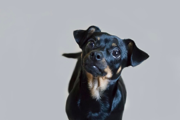 Little and black dog closeup