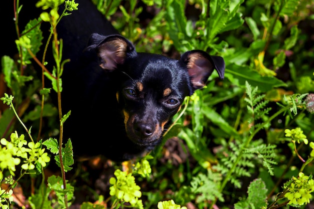 そして花の小さな黒い犬