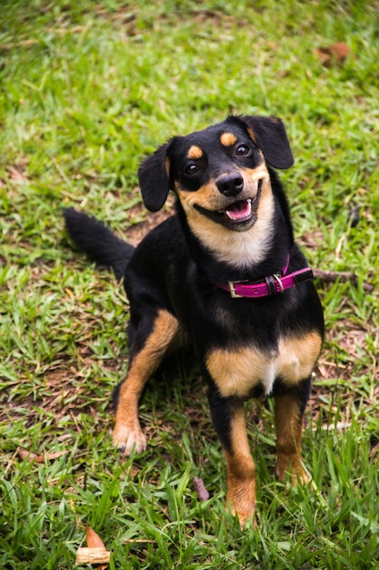 Foto piccolo cane nero sorridente