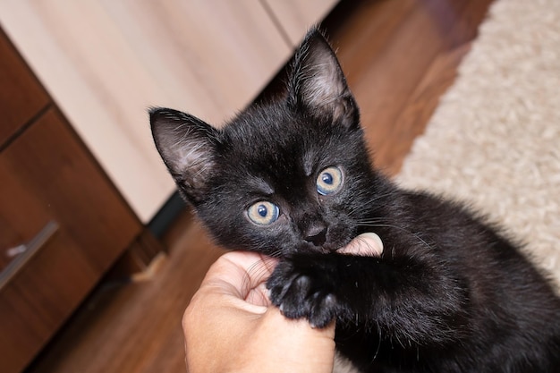 Little black kitten bites a man's finger