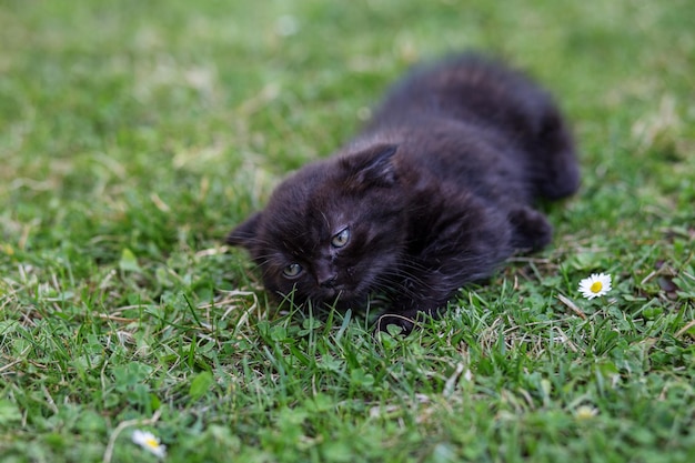 Маленький черный котенок играет в траве Концепция фермы домашних животных