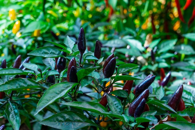 Little black peppers on the bush