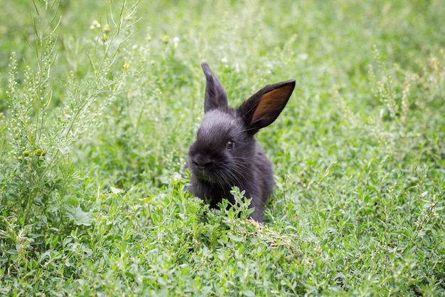 Little black rabbit in green grass