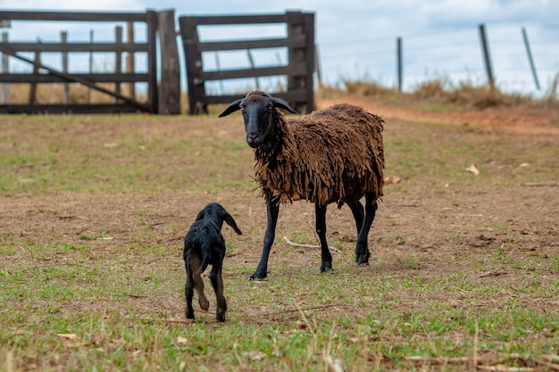 Little black sheep cub reencountering with its mother after getting lost