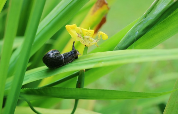 夏の朝に黄色い花を持つ緑の葉の上でクロール小さな黒いカタツムリ。