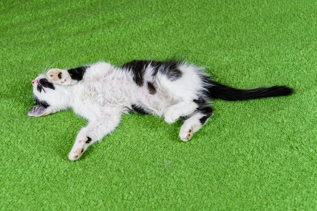 Little black and white kitten lying on a bed