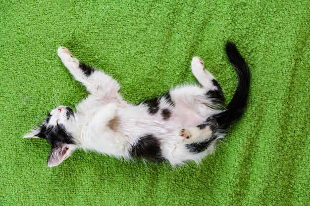 Little black and white kitten lying on a bed
