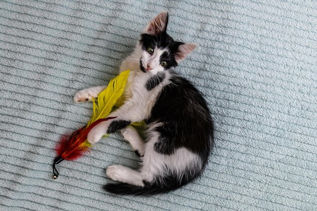 Little black and white kitten playing on a bed