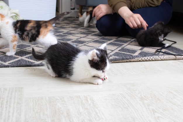 Маленький черно-белый котенок играет с мышкой