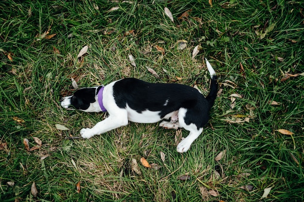 Little black white puppy lying on grass.