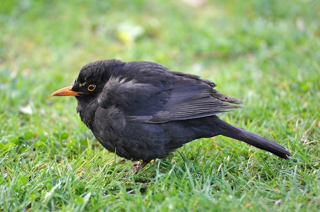 Little Blackbird met een oranje snavel op het groene gras