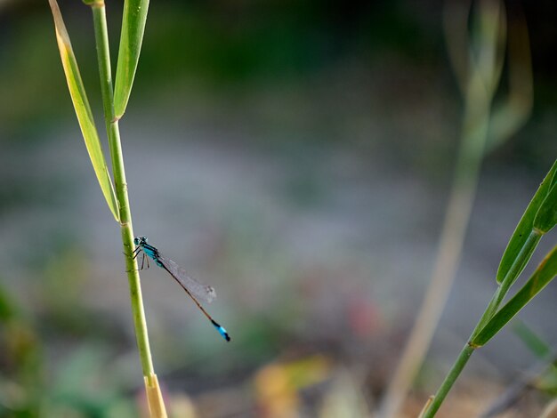 Little blue dragonfly sits on a green reed background.