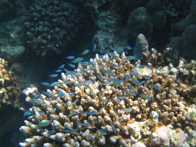 小さな青い魚