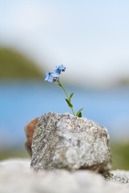 Foto poca crescita di fiore blu da una pietra nelle montagne, primo piano