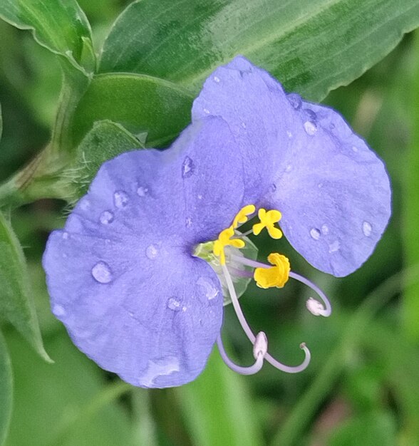 Photo little blue flower