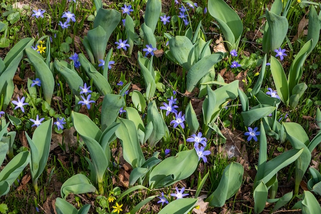 Piccoli fiori blu tra le foglie verdi e l'erba. sfondo di primavera. vista dall'alto.