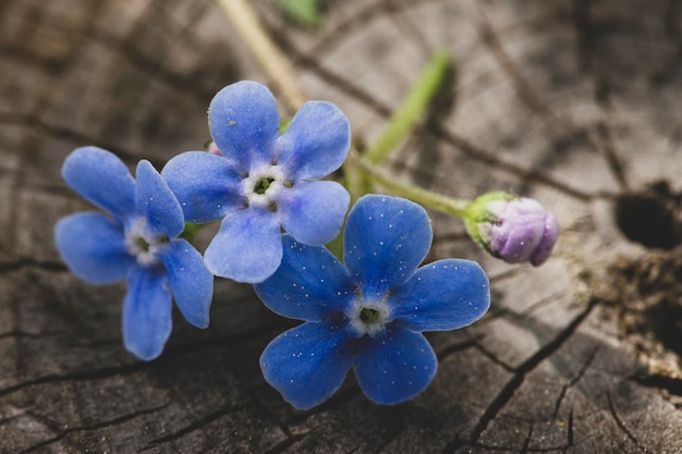 Маленькие голубые цветки Myosotis лежат на старой маленькой пене