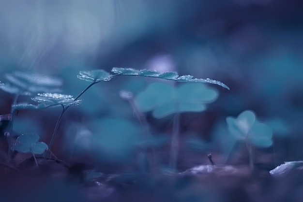 小さな青い花/美しい自然、植物マクロ小さな花、春の自然の背景