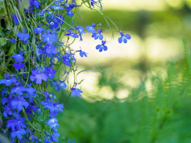 薄い黄色と緑の背景色が薄い青い花。繊細なライトフローラルバック