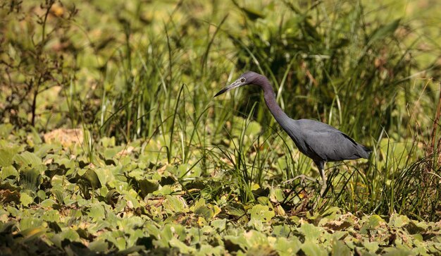 幼い青いヘロンの鳥エグレッタ・ケレルエア (Egretta caerulea) は水の中でカエルを狩っています