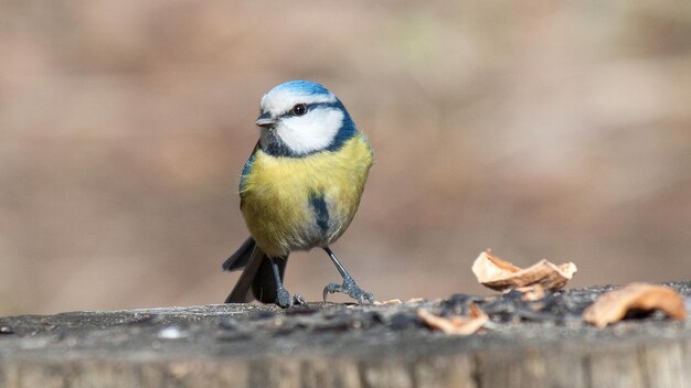 Little blue tit feeding on a stump