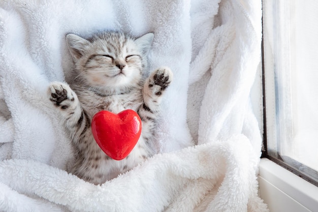 little bluegray British kitten sleeping wrapped in white plaid blanket red heart valentine's day