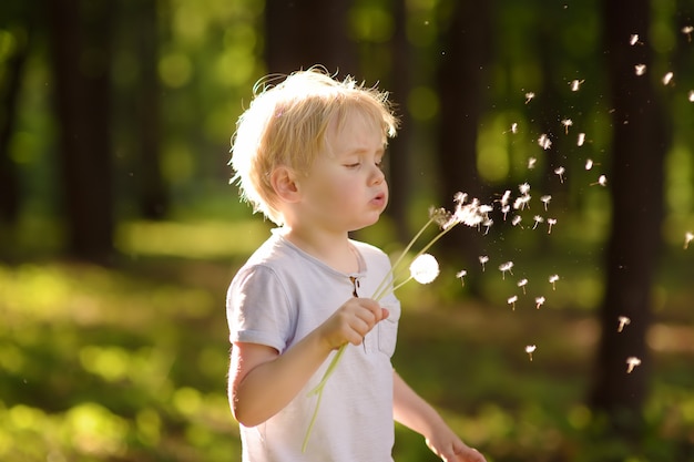 小さな男の子はタンポポの綿毛を吹き飛ばします。願い事をする。