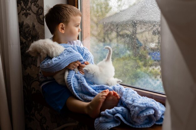 Little boy covered with a blue knitted blanket is sitting on the windowsill with white fluffy kittens rain outside the window wet glass purebred domestic cats love for animals space for text