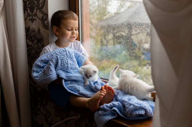 Little boy covered with blue knitted blanket is sitting on the windowsill with white fluffy kittens