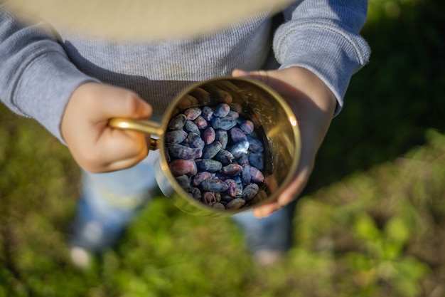 A little boy eats a blue honeysuckle from a golden mug