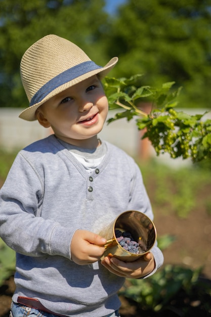 A little boy eats a blue honeysuckle from a golden mug