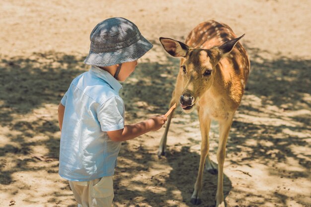 Little boy feeding deer in farm. Closeup.