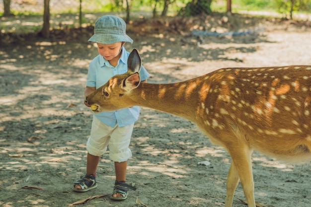 動物園で鹿に餌をやる少年