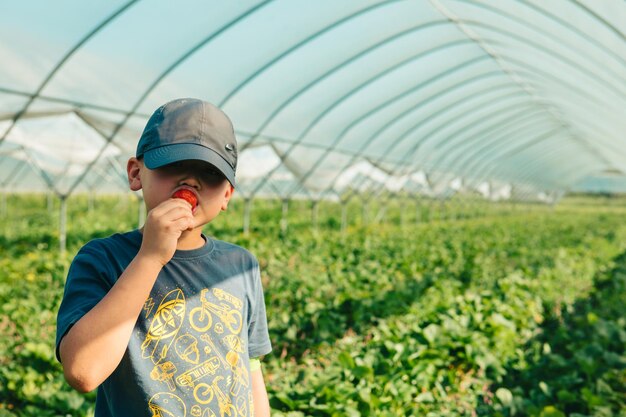 Little boy gathering strawberries at the farm eating chewing eating enjoying copy space