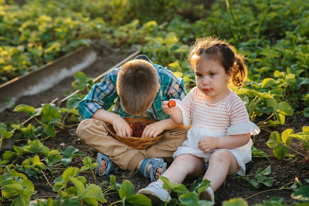 小さな男の子と女の子が庭でイチゴを選んで食べる