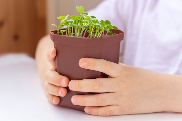 若い植物が付いている鍋を保持している小さな男の子。自然を気遣う。地球の日の休日と世界環境の日の概念。家庭で野菜を育てる。