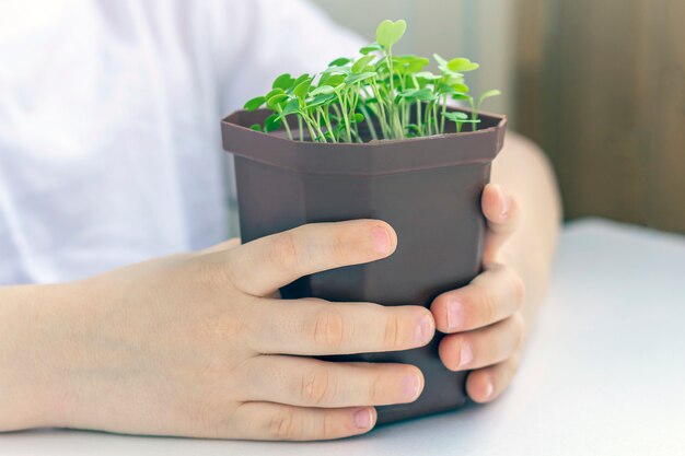 若い植物が付いている鍋を保持している小さな男の子。自然を気遣う。地球の日の休日と世界環境の日の概念。家庭で野菜を育てる。