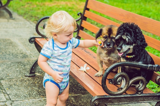 A little boy is playing with little dogs.