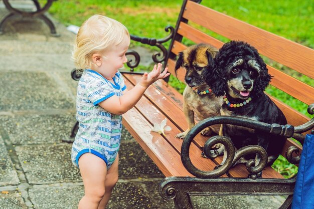 Un ragazzino sta giocando con i cagnolini.