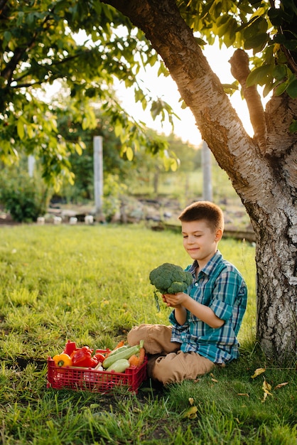 A little boy is sitting under a tree in the garden with a whole box of ripe vegetables at sunset. Agriculture, harvesting. Environmentally friendly product.