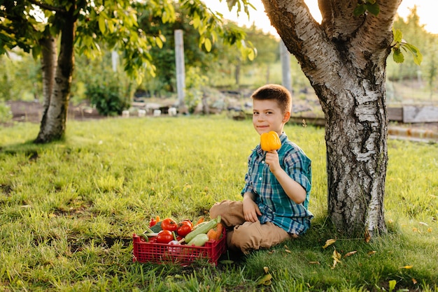 A little boy is sitting under a tree in the garden with a whole box of ripe vegetables at sunset. Agriculture, harvesting. Environmentally friendly product.