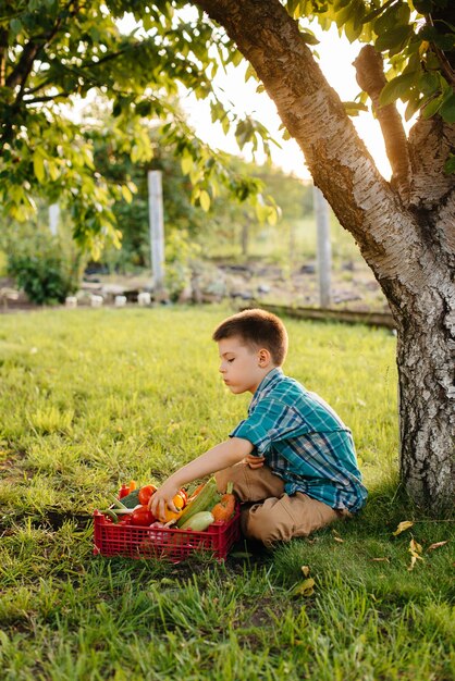 小さな男の子が日没時に熟した野菜の箱全体を持って庭の木の下に座っています。農業、収穫。環境にやさしい製品。